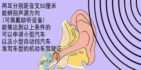 河北聋人学开车驾校